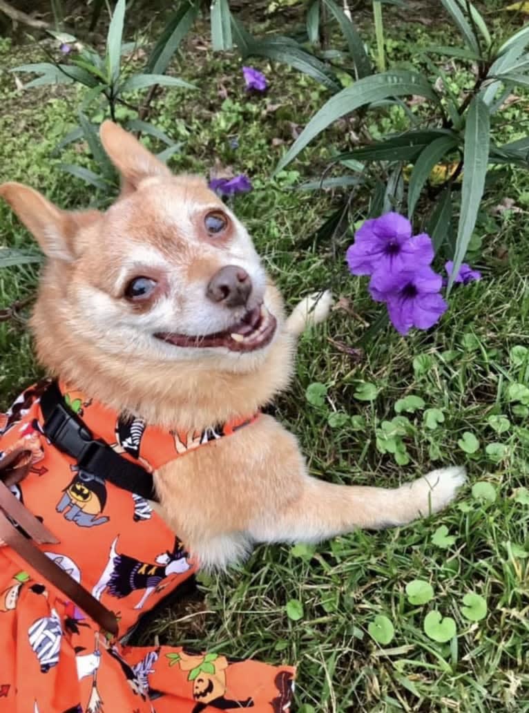 Rena Grace, a Miniature Pinscher and Pomeranian mix tested with EmbarkVet.com