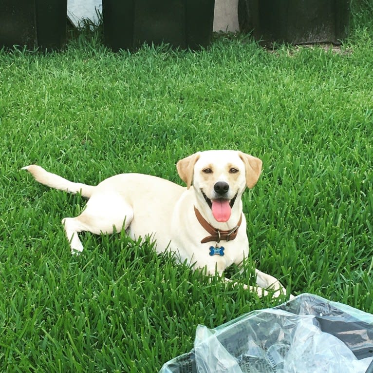 Charlie, a Labrador Retriever and Boxer mix tested with EmbarkVet.com