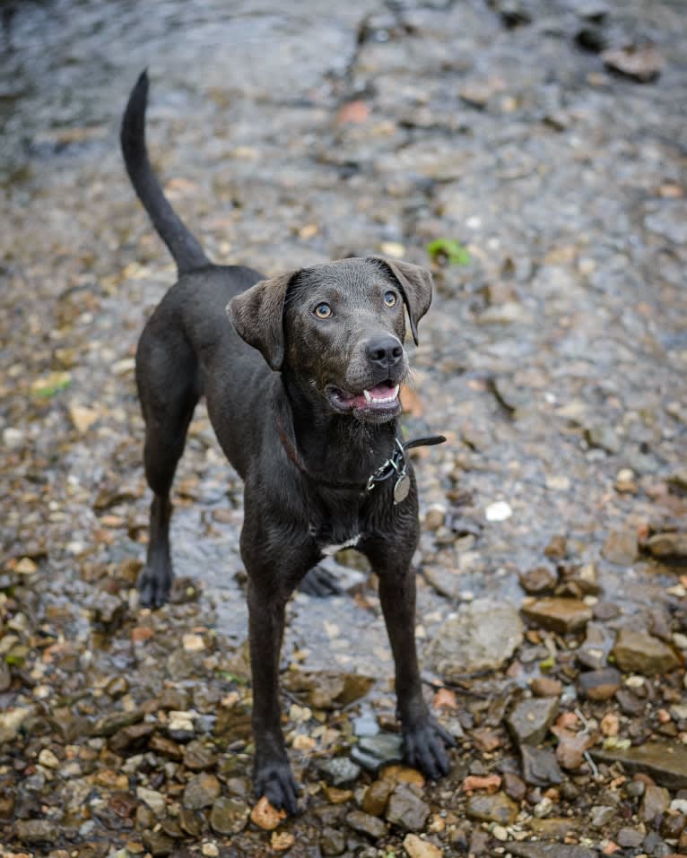 Sophie, a Labrador Retriever and American Pit Bull Terrier mix tested with EmbarkVet.com