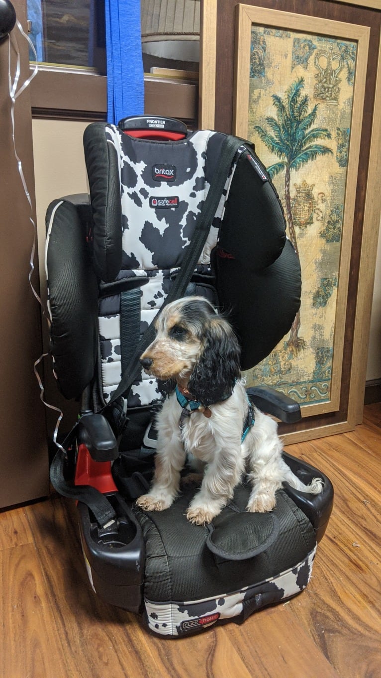 Marble, an English Cocker Spaniel tested with EmbarkVet.com