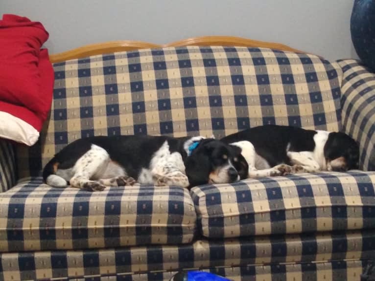 Donnie, a Beagle tested with EmbarkVet.com
