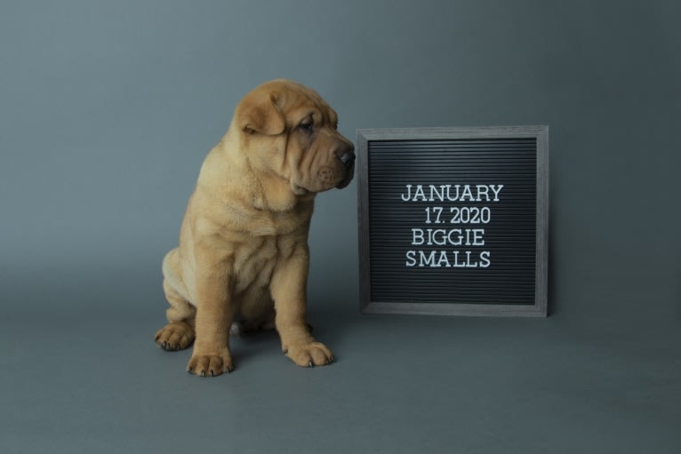 Biggie Small, a Chinese Shar-Pei tested with EmbarkVet.com