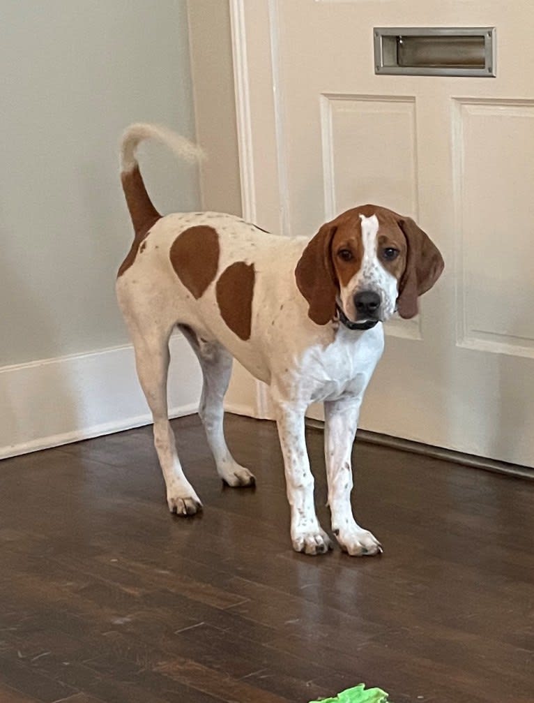 Banner, an American English Coonhound tested with EmbarkVet.com