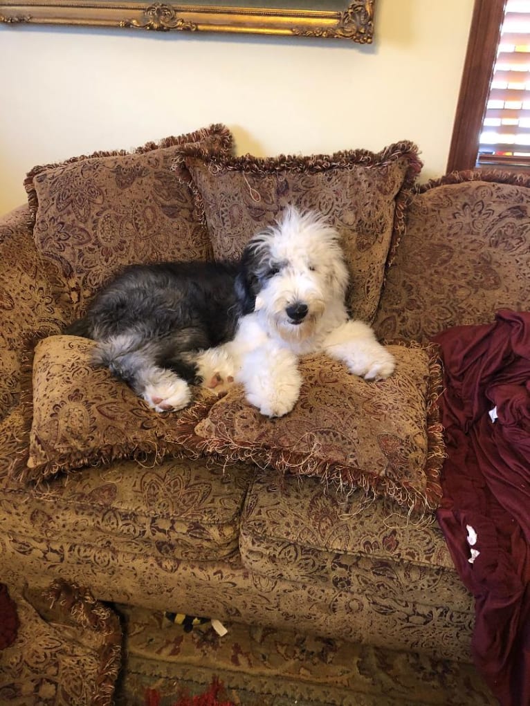 LUCY, an Old English Sheepdog tested with EmbarkVet.com