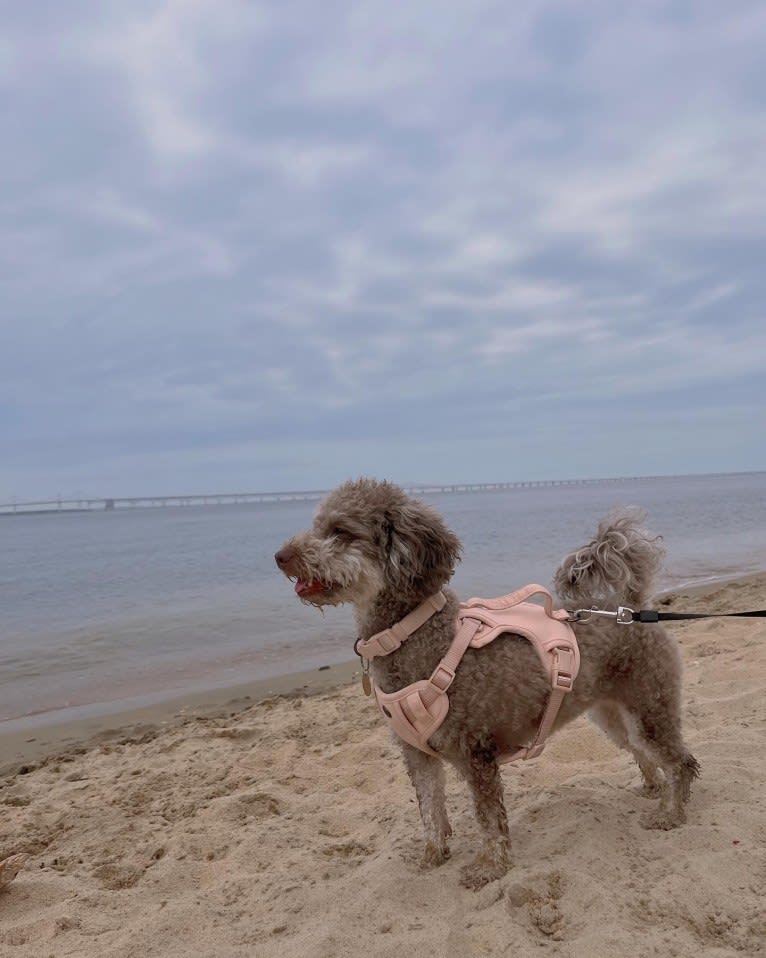 Luna, a Poodle (Small) tested with EmbarkVet.com