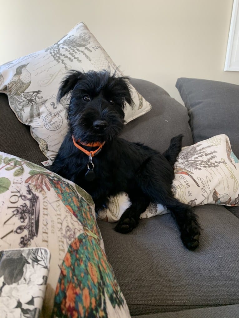 Cricket, a Standard Schnauzer tested with EmbarkVet.com