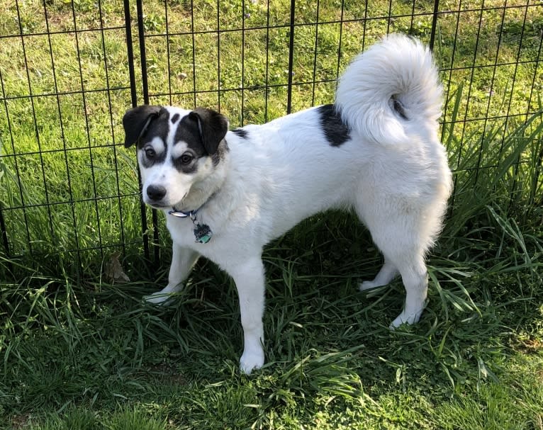 Holly, an American Pit Bull Terrier and American Eskimo Dog mix tested with EmbarkVet.com