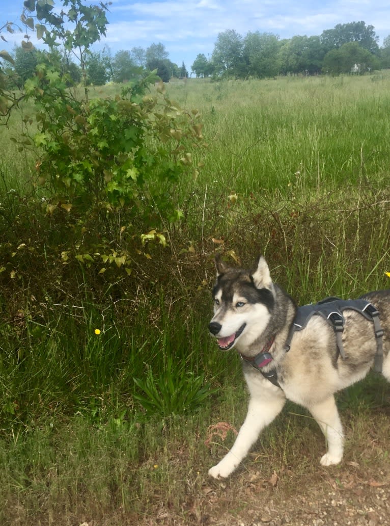 Flower, a Siberian Husky tested with EmbarkVet.com