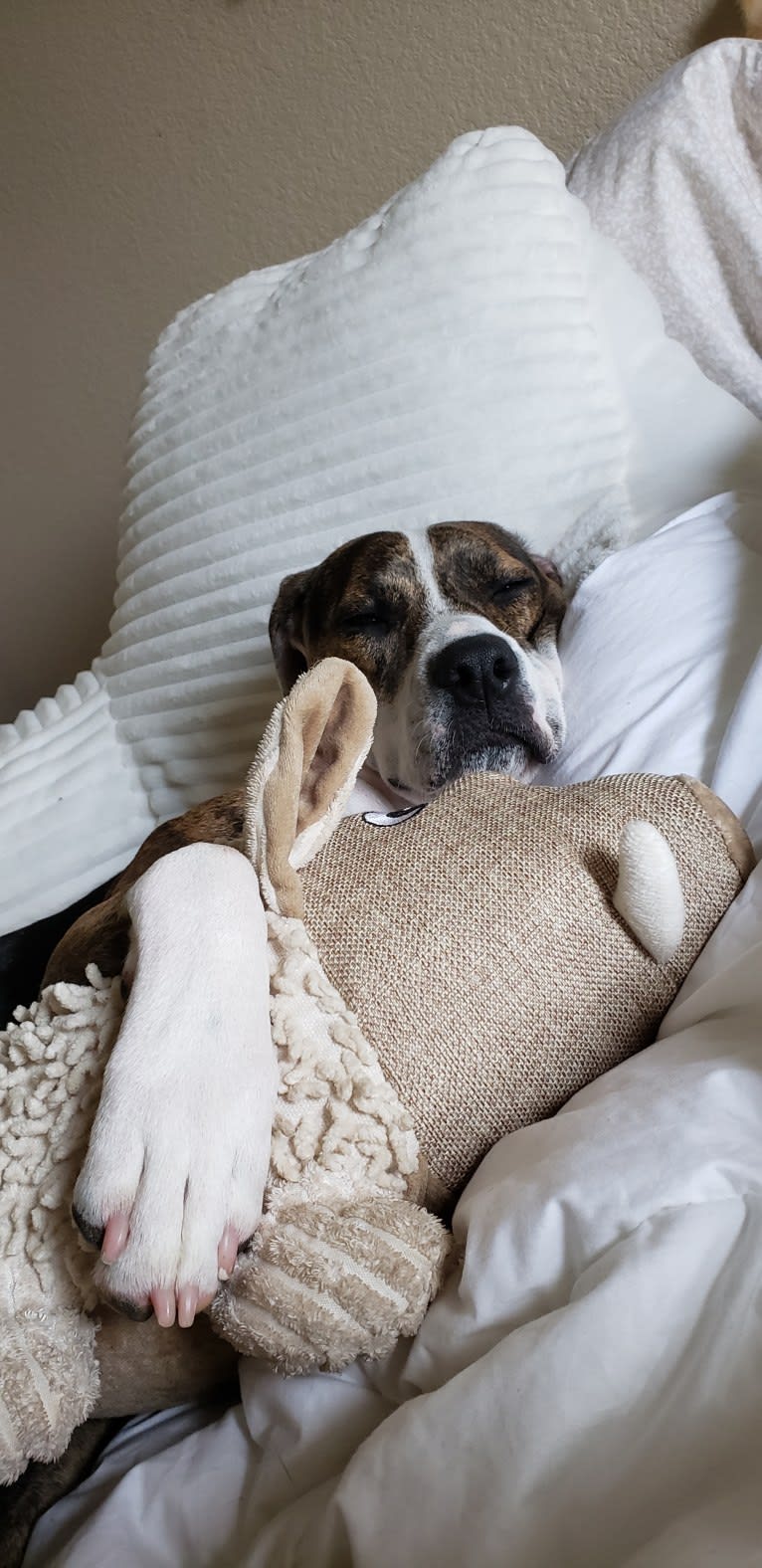 Charlie Bird, an American Pit Bull Terrier and Mountain Cur mix tested with EmbarkVet.com