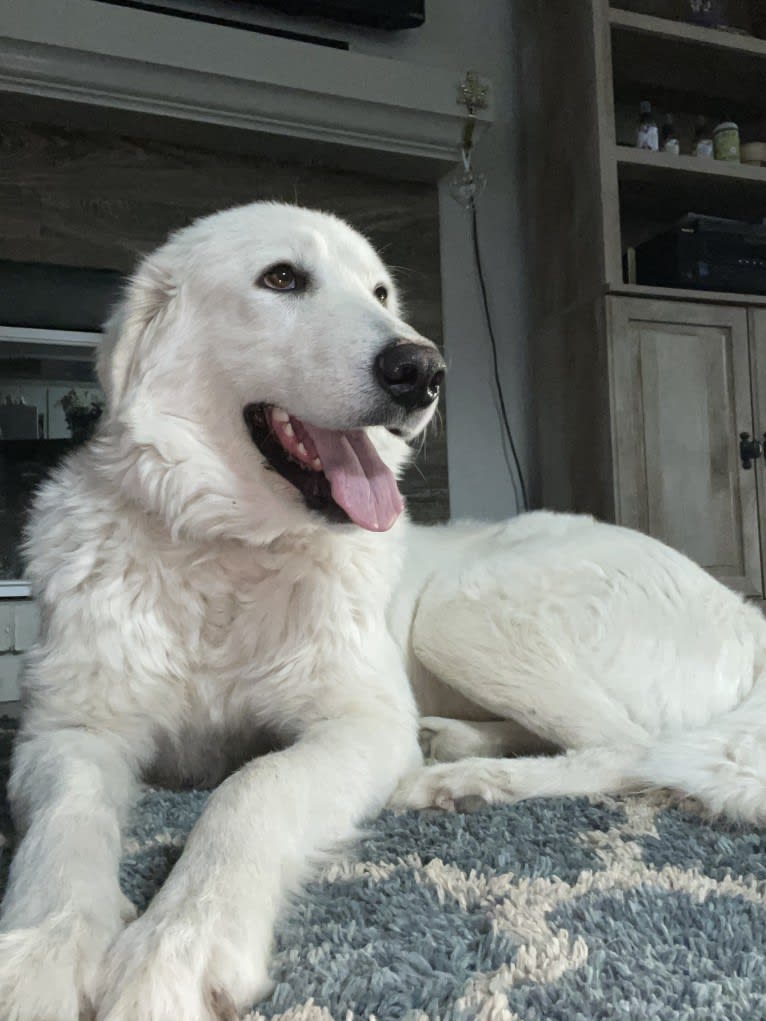 Athena, a Maremma Sheepdog tested with EmbarkVet.com