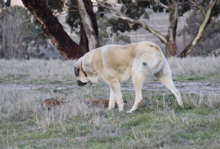 Pasha, an Anatolian Shepherd Dog tested with EmbarkVet.com