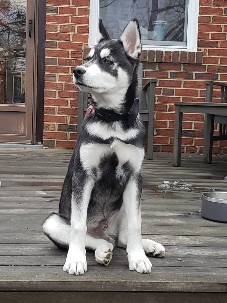 Rocket, a Siberian Husky and Alaskan Malamute mix tested with EmbarkVet.com