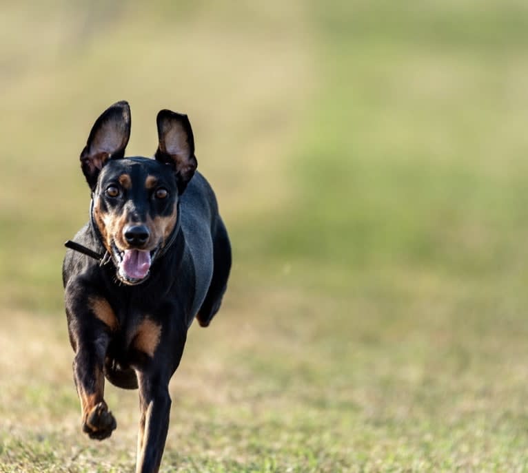 Hennessy, a German Pinscher tested with EmbarkVet.com