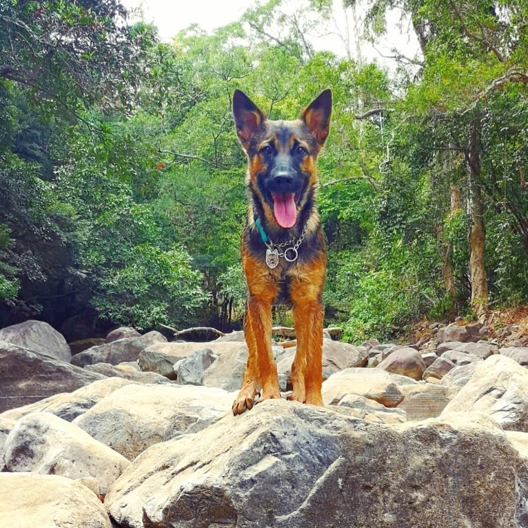 Eaton Chung, a Hong Kong Village Dog tested with EmbarkVet.com