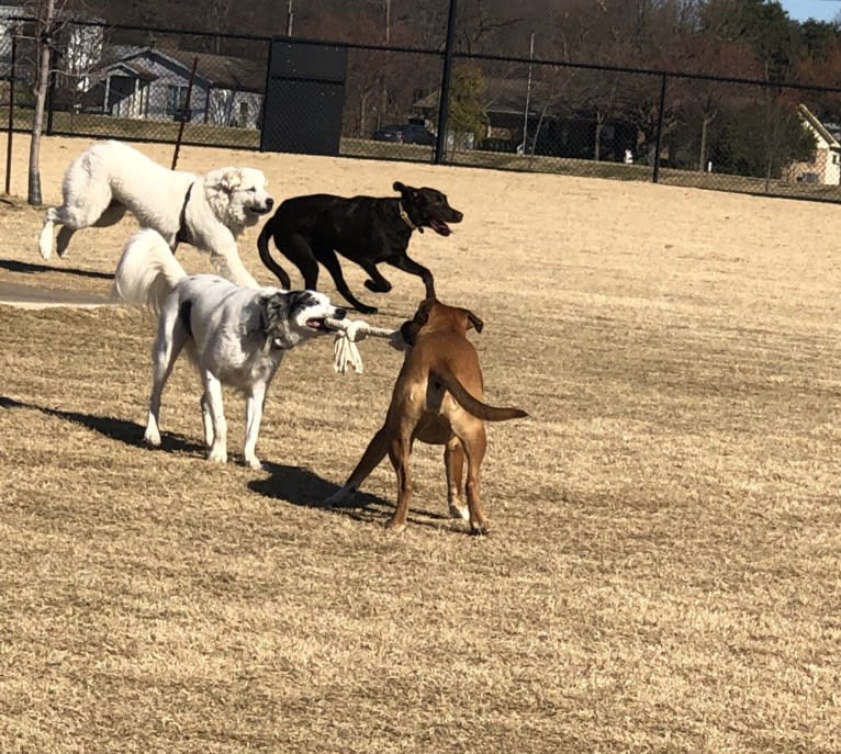 Looney “Chik’in Mini Bandit” Bear, a Great Pyrenees tested with EmbarkVet.com