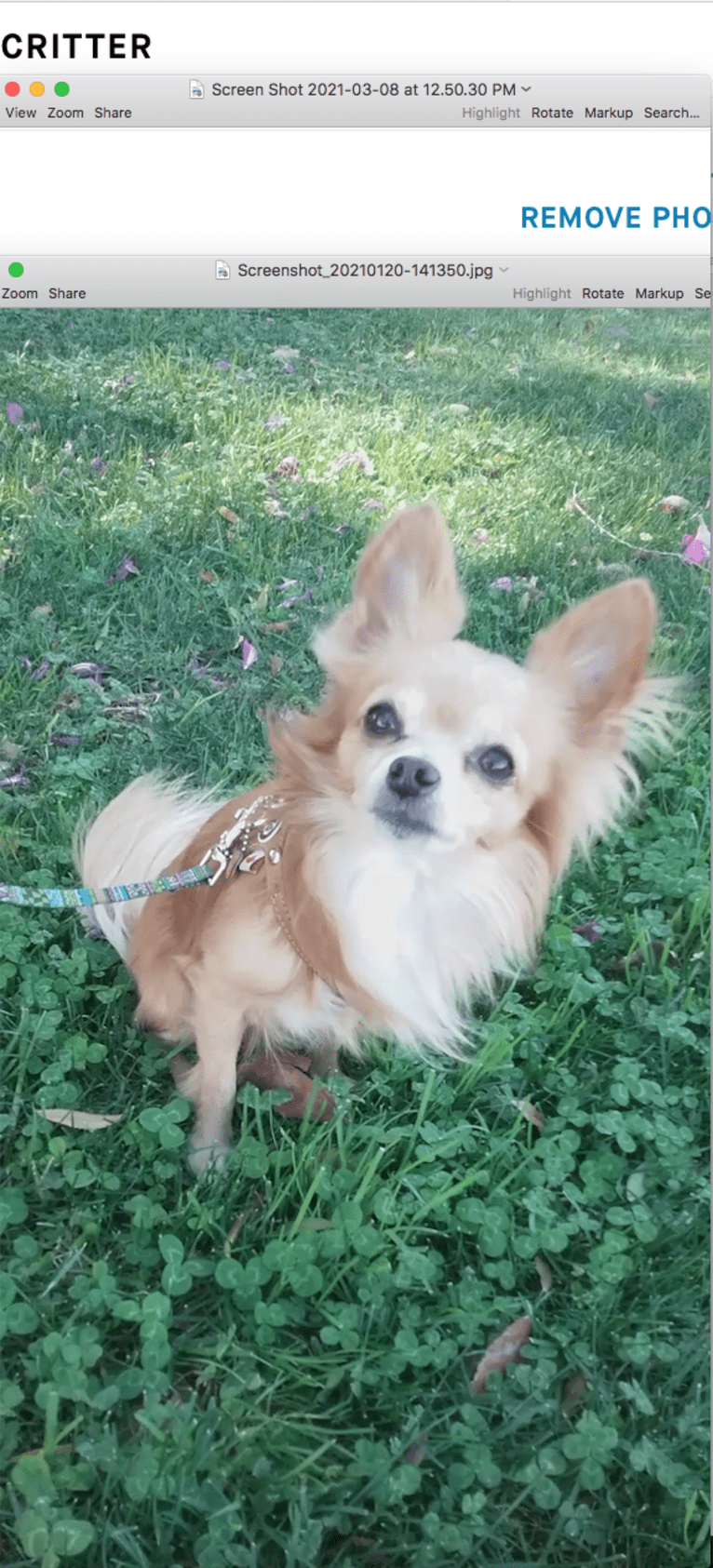 L'il Critter, a Chihuahua tested with EmbarkVet.com