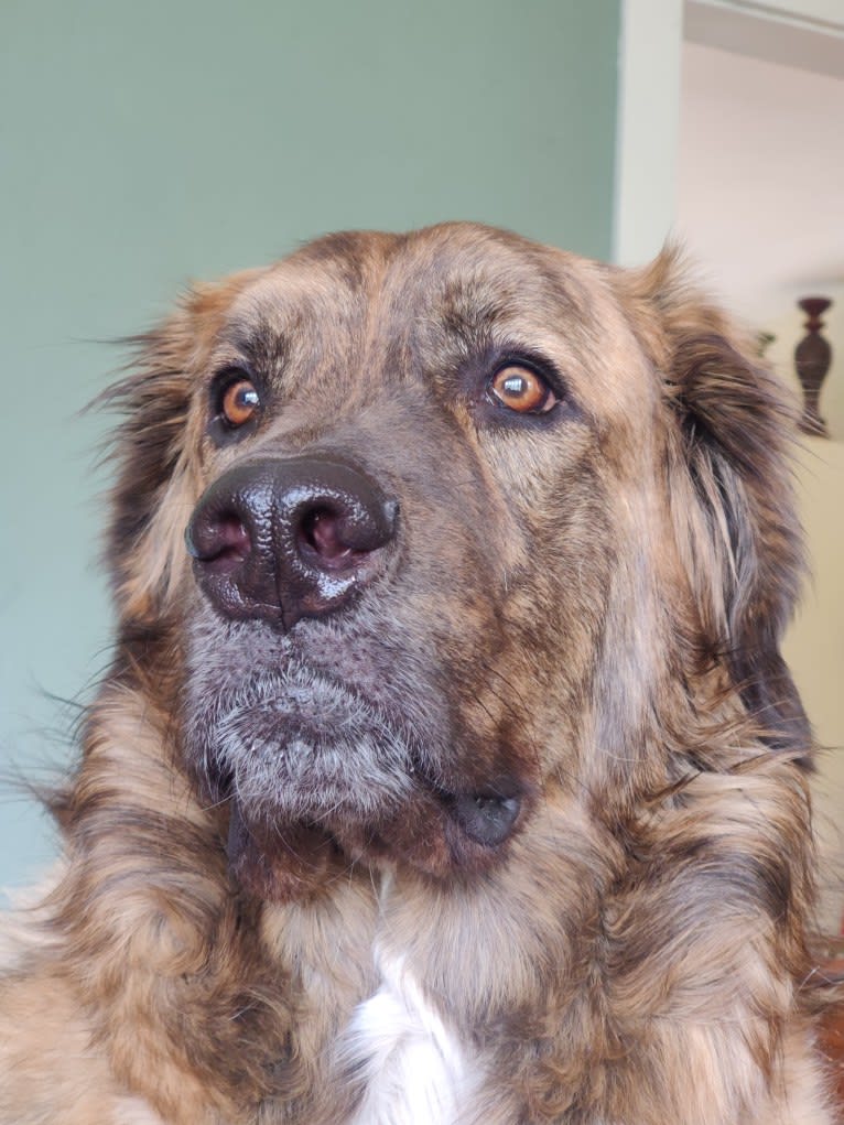 Calvin, a Maremma Sheepdog and Saint Bernard mix tested with EmbarkVet.com