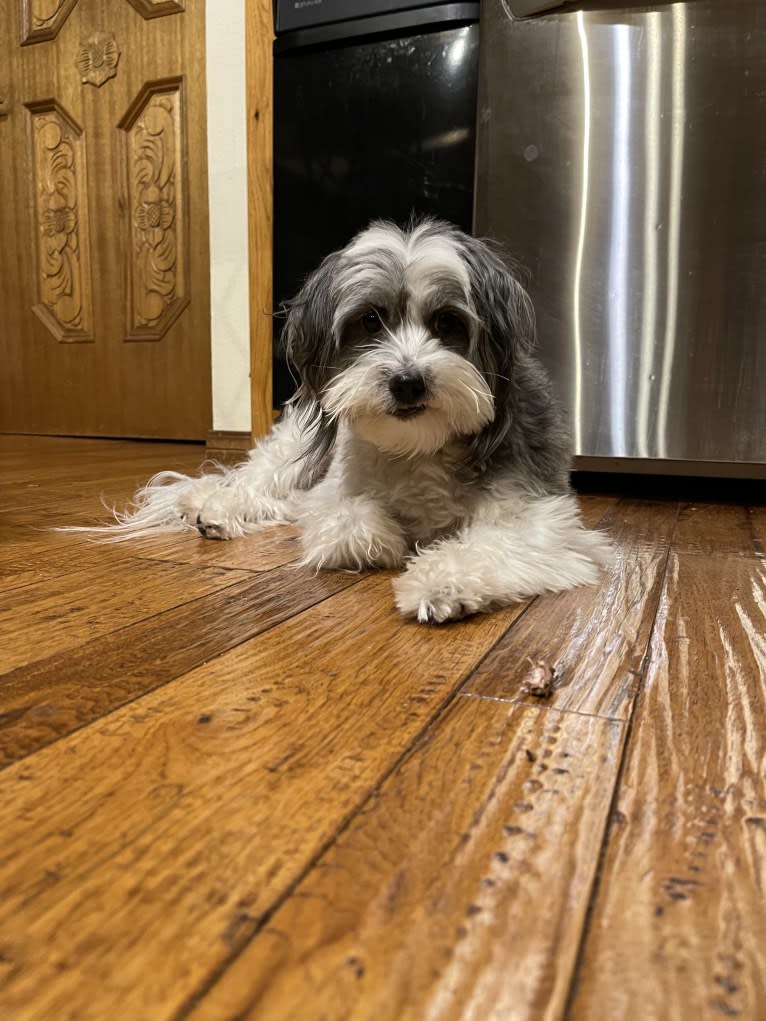 Winham’s “DollyBelle” of Rocky Mountain Cotons, a Coton de Tulear tested with EmbarkVet.com