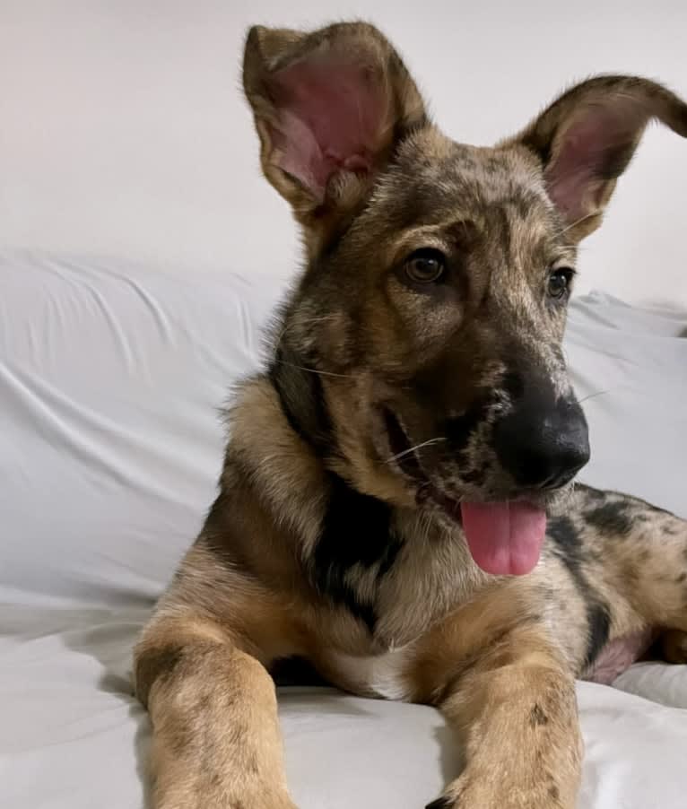 Murphy, a German Shepherd Dog and Labrador Retriever mix tested with EmbarkVet.com