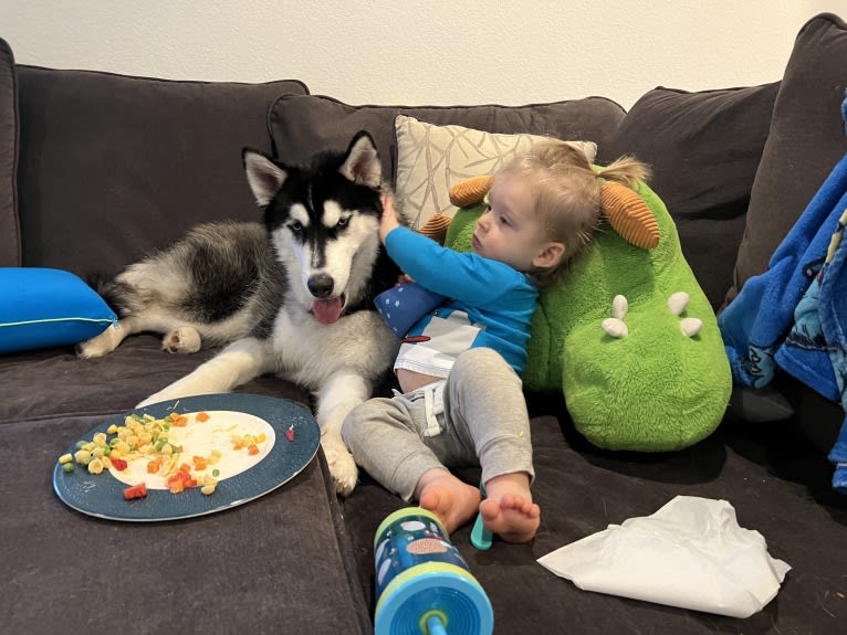 Drake Flynn, a Siberian Husky tested with EmbarkVet.com