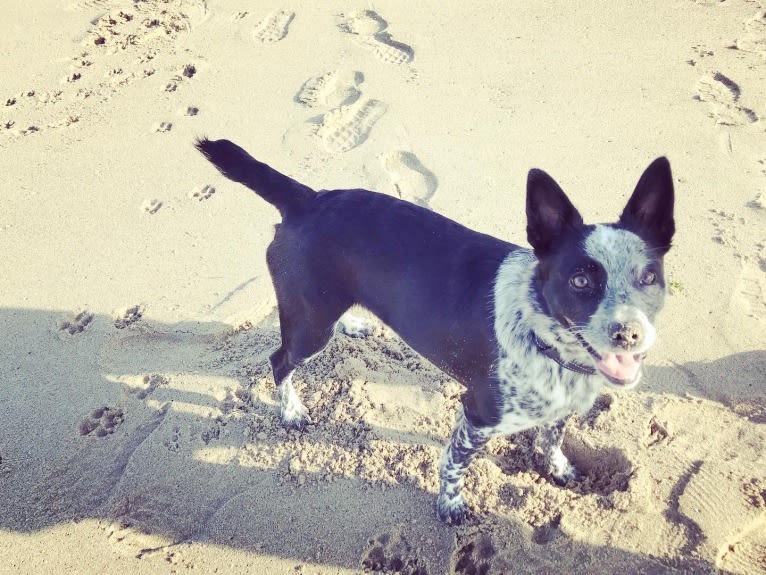 Oreo, an Australian Cattle Dog and Rat Terrier mix tested with EmbarkVet.com