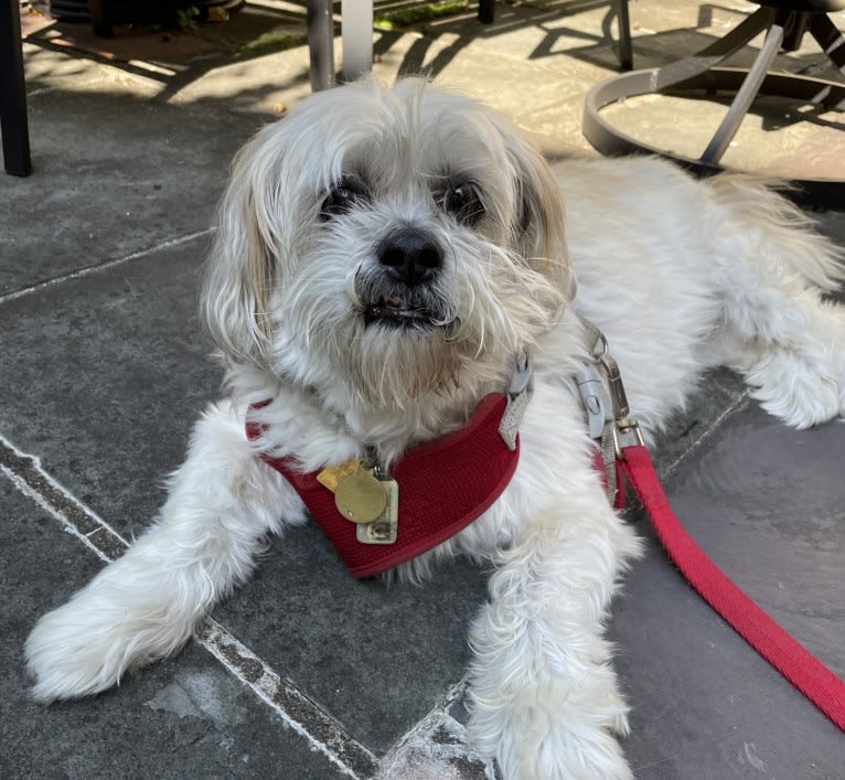 Nemo, a Lhasa Apso tested with EmbarkVet.com