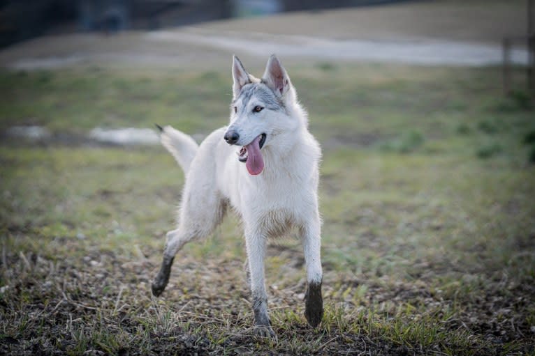 Sitara a dog tested with EmbarkVet.com