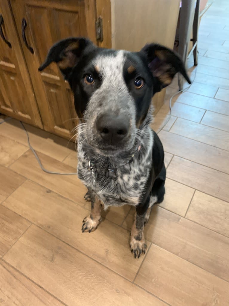 Theo, an Australian Cattle Dog and Border Collie mix tested with EmbarkVet.com