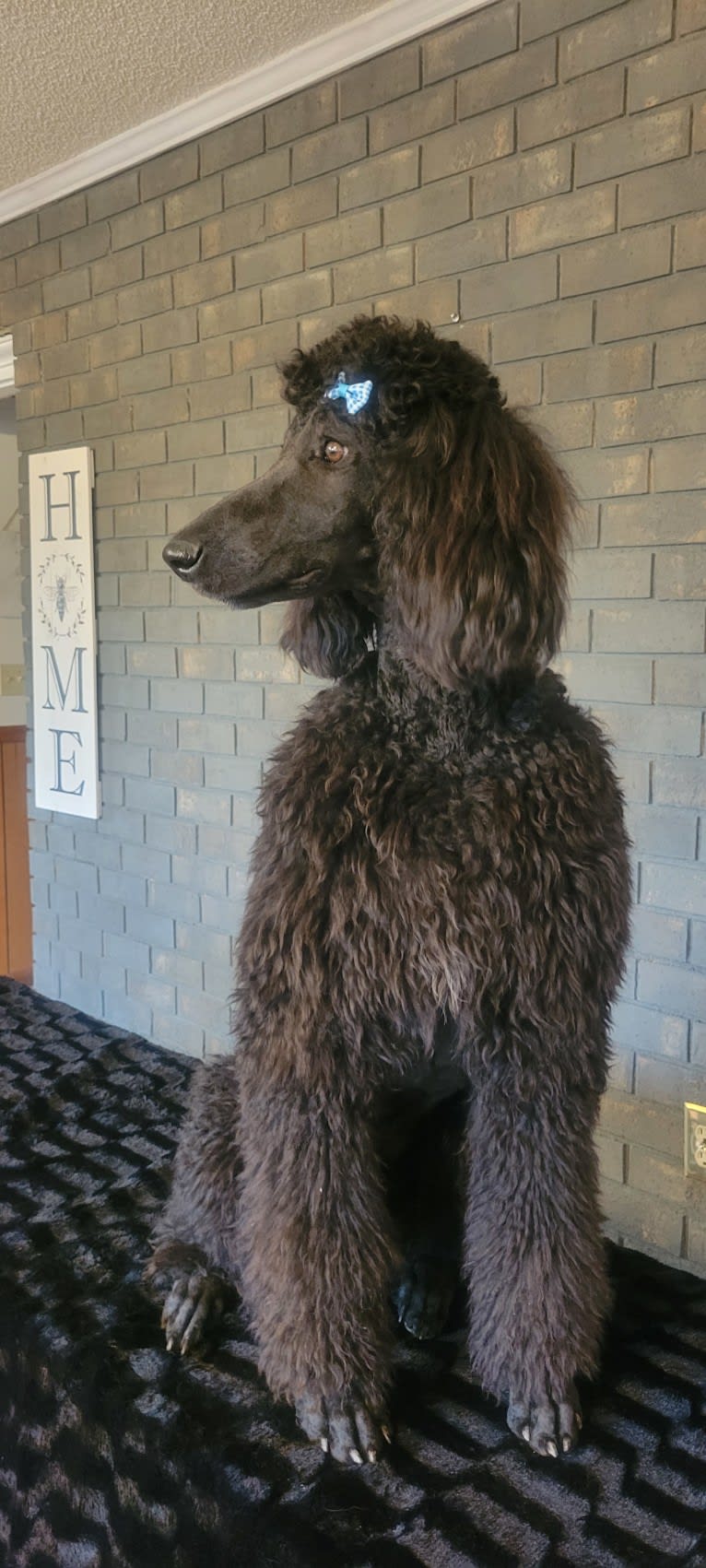 Rainah louise, a Poodle (Standard) tested with EmbarkVet.com