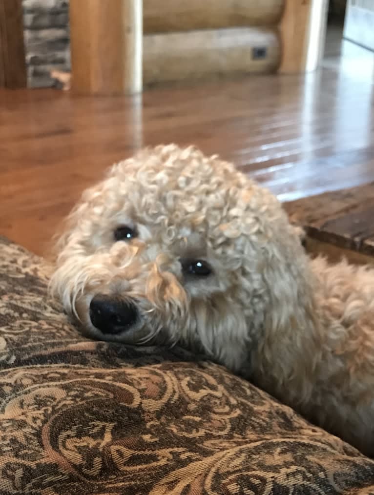 Charly, a Goldendoodle tested with EmbarkVet.com