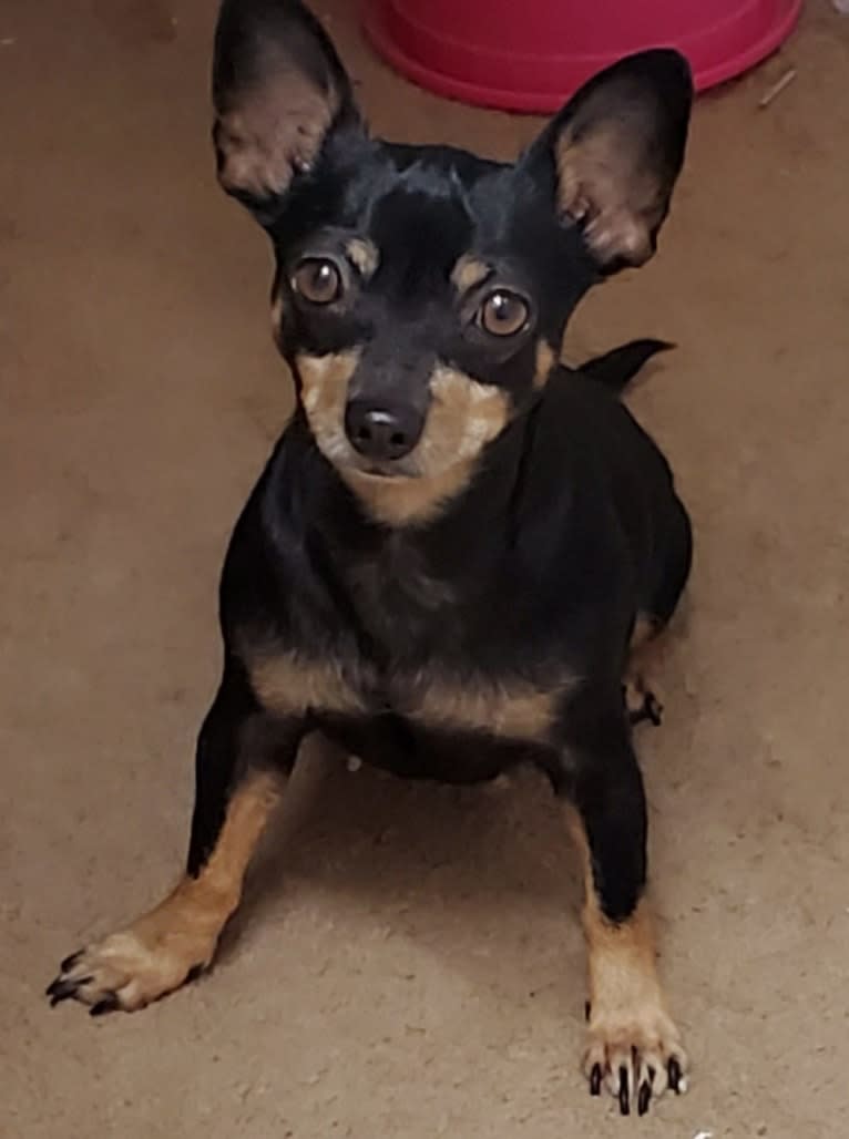 Lola, a Chihuahua and Miniature Pinscher mix tested with EmbarkVet.com