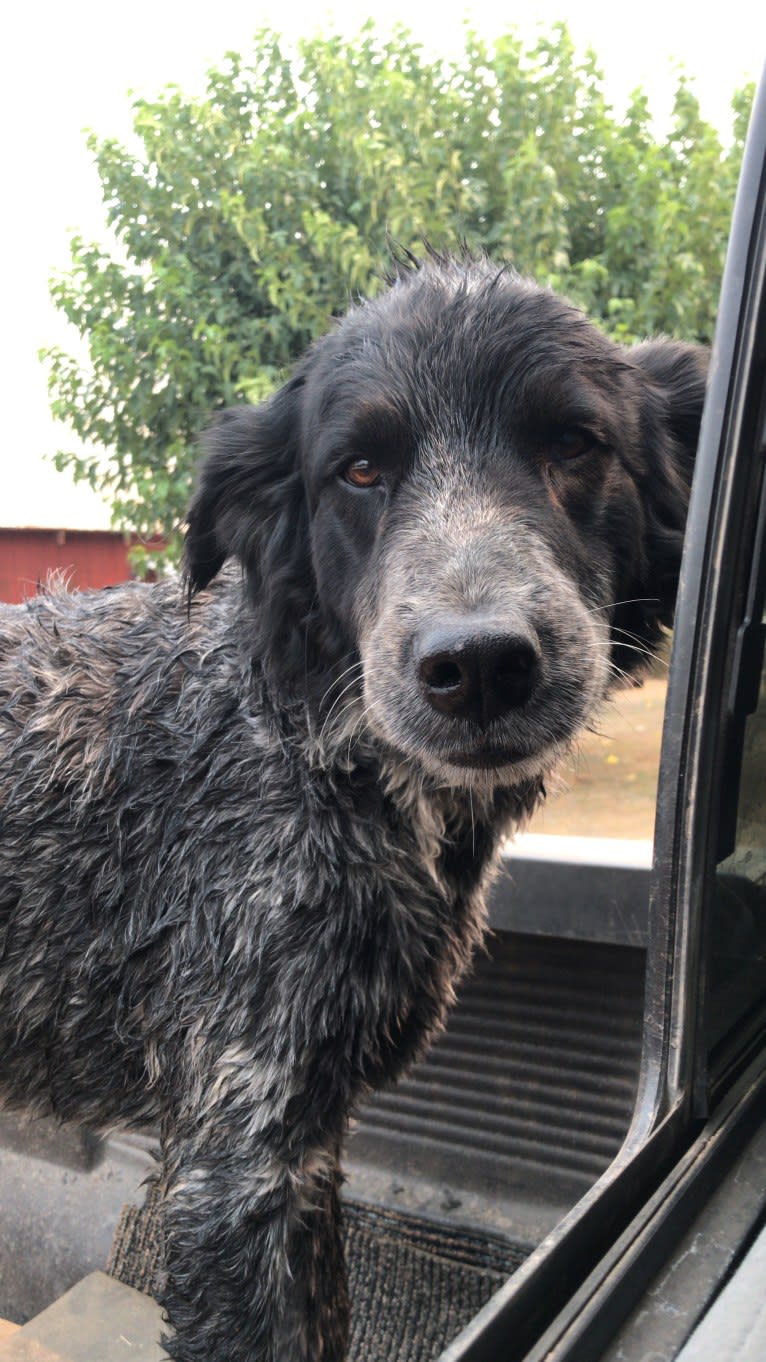 Fred, a Golden Retriever and Great Pyrenees mix tested with EmbarkVet.com