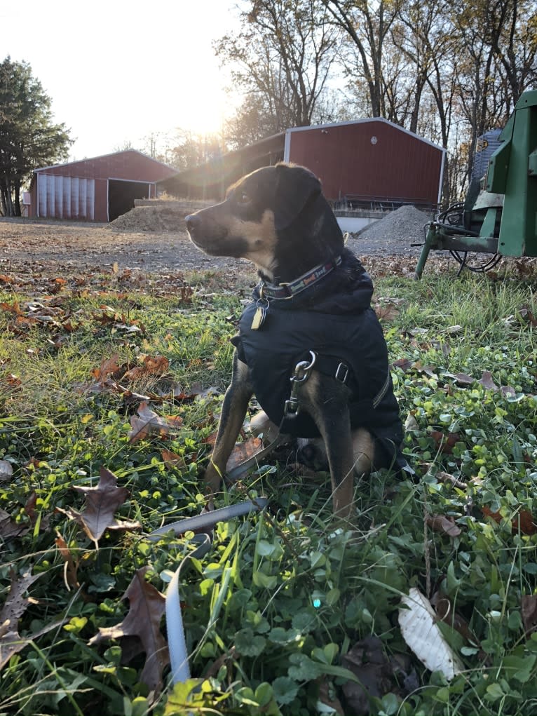 Cody, a Rat Terrier and Cocker Spaniel mix tested with EmbarkVet.com