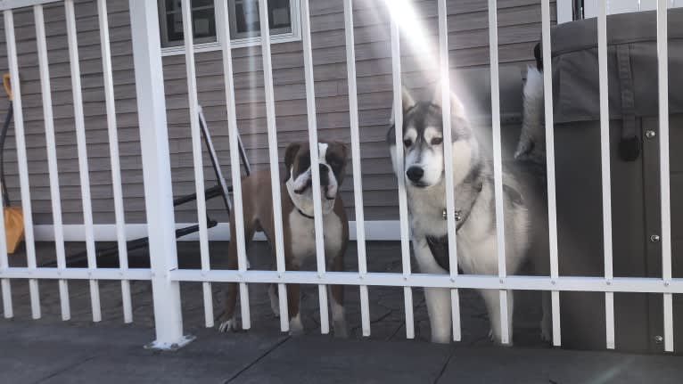 Timber, a Siberian Husky tested with EmbarkVet.com