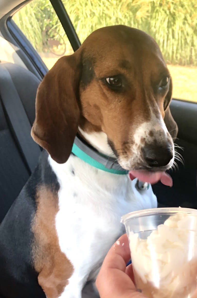 Roxy, a Treeing Walker Coonhound tested with EmbarkVet.com