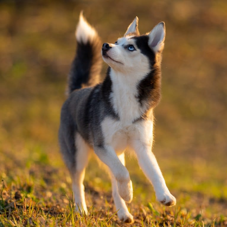 SKADI, a Pomsky tested with EmbarkVet.com