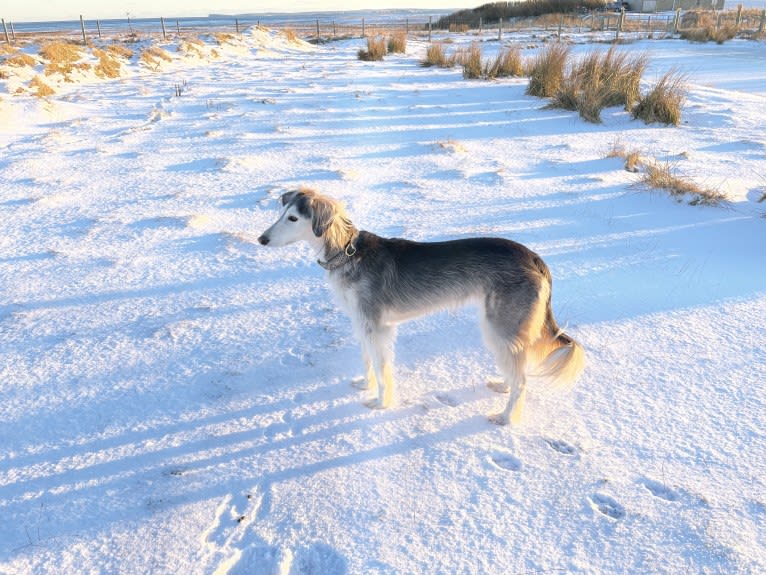 Petra, a Saluki and Greyhound mix tested with EmbarkVet.com