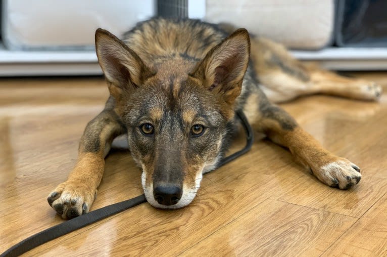 Cilantro, a Border Collie and Coyote mix tested with EmbarkVet.com