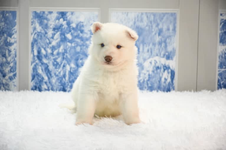 Blue Moon Huskies " Artica ", a Siberian Husky tested with EmbarkVet.com