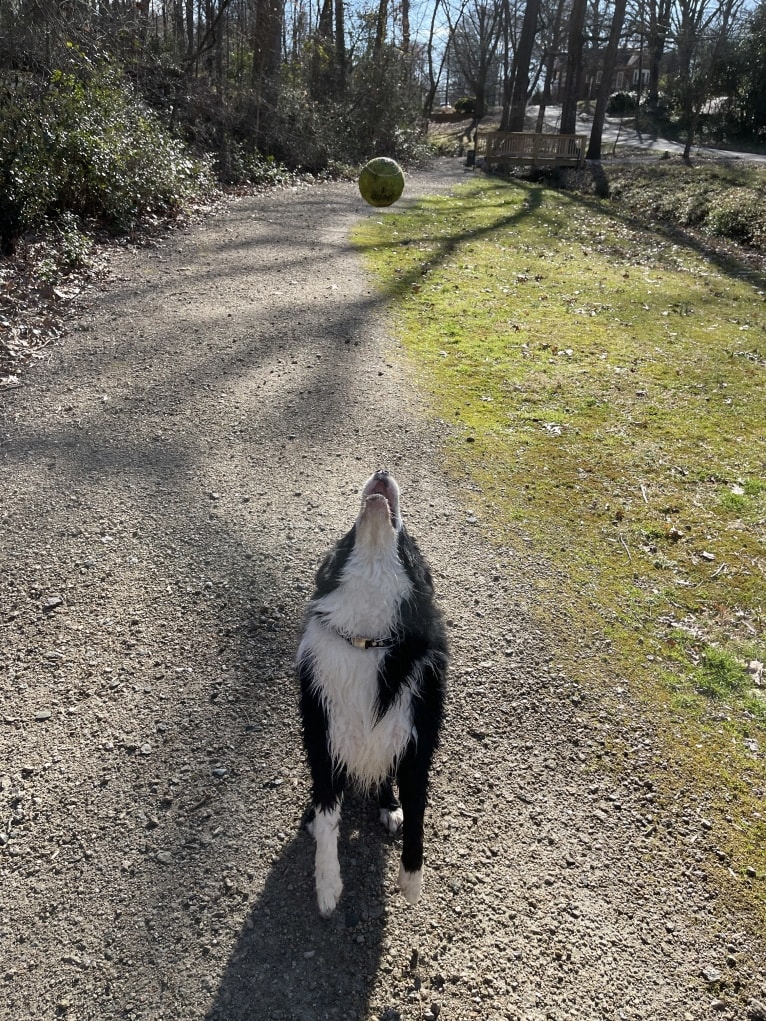 Angel, a Border Collie tested with EmbarkVet.com