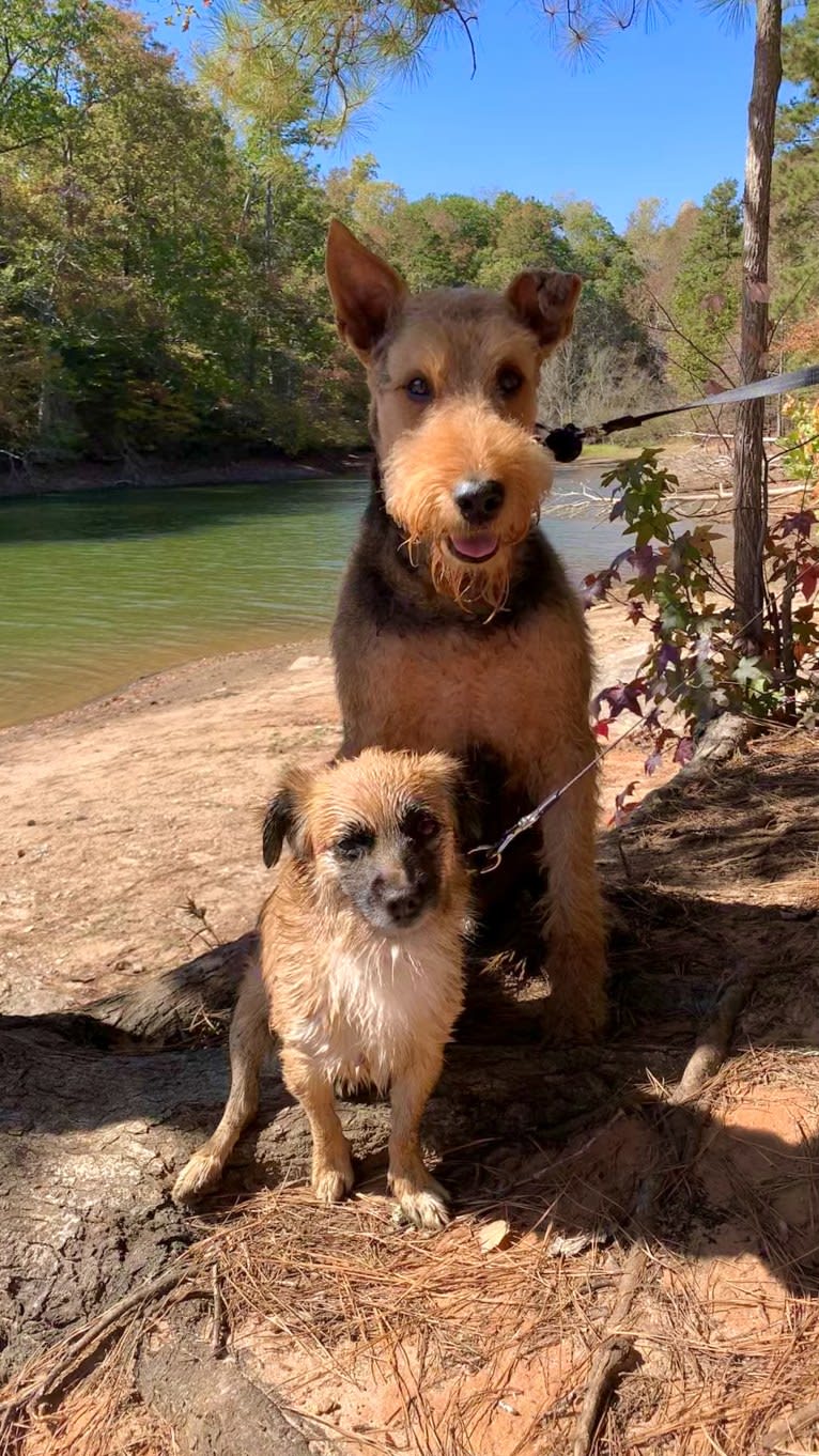 Ares, an Airedale Terrier tested with EmbarkVet.com