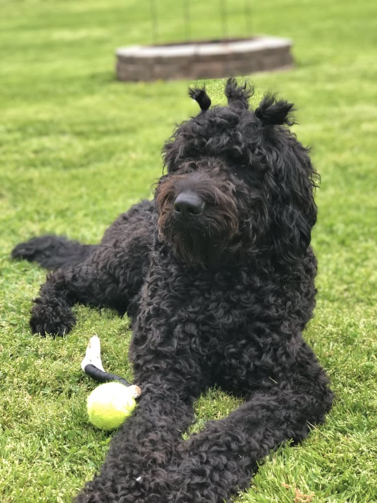 Louie, a Goldendoodle tested with EmbarkVet.com