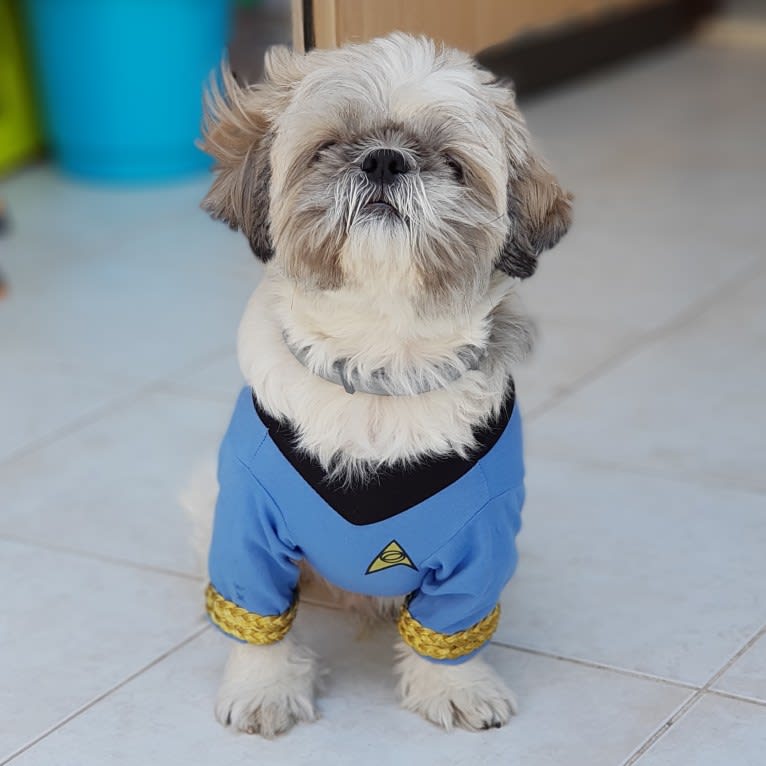 Einstein, a Shih Tzu tested with EmbarkVet.com