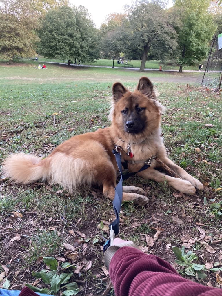 Bruce, a Chow Chow and Siberian Husky mix tested with EmbarkVet.com