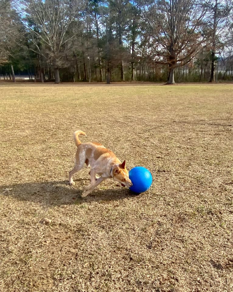 Lou, an Australian Cattle Dog and Australian Shepherd mix tested with EmbarkVet.com