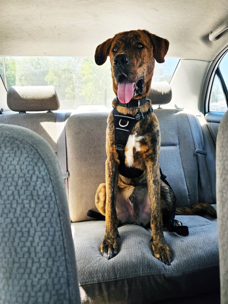Bengal, a Great Pyrenees and American Pit Bull Terrier mix tested with EmbarkVet.com