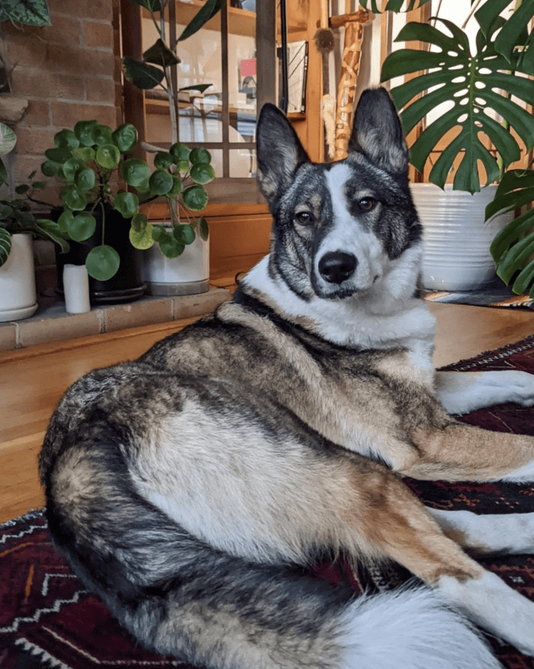 Legoshi, a Central Asian Village Dog tested with EmbarkVet.com