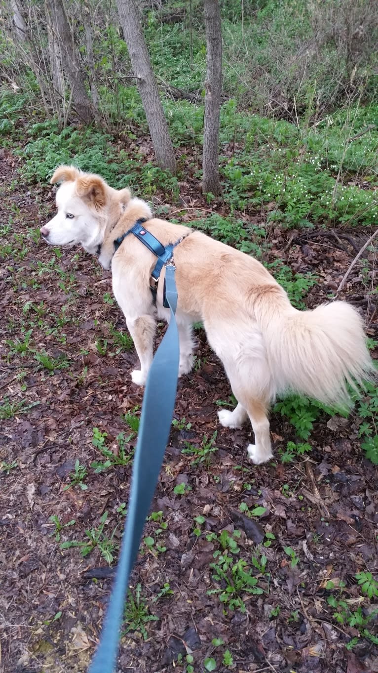 Vincent, a Siberian Husky and Boxer mix tested with EmbarkVet.com