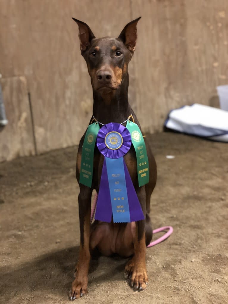 Luna, a Doberman Pinscher tested with EmbarkVet.com