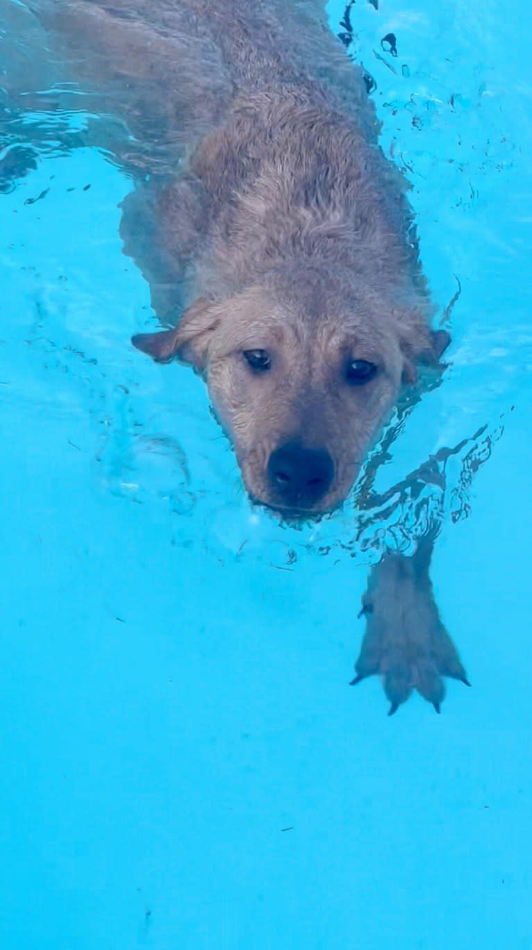 Molly, a Great Pyrenees and Golden Retriever mix tested with EmbarkVet.com